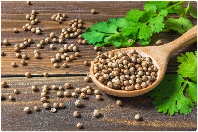 Medicinal Benefits of Coriander (Cilantro / Dhania)