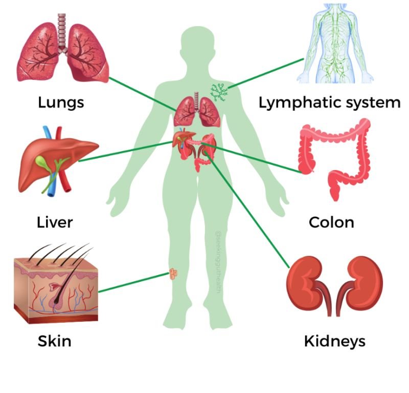 full body organ detox