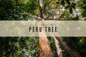 Peru Tree Medicine