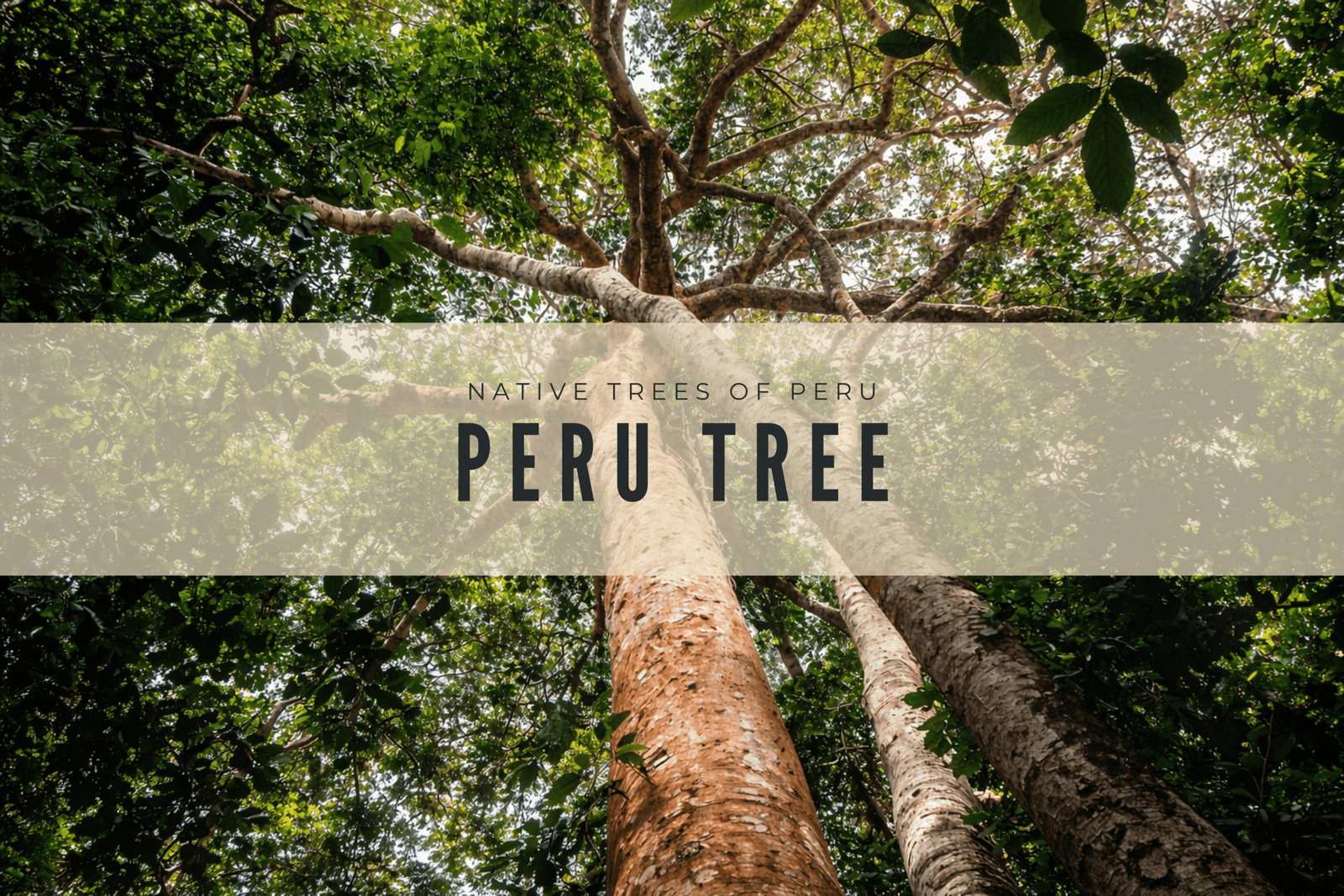 Peru Tree Medicine