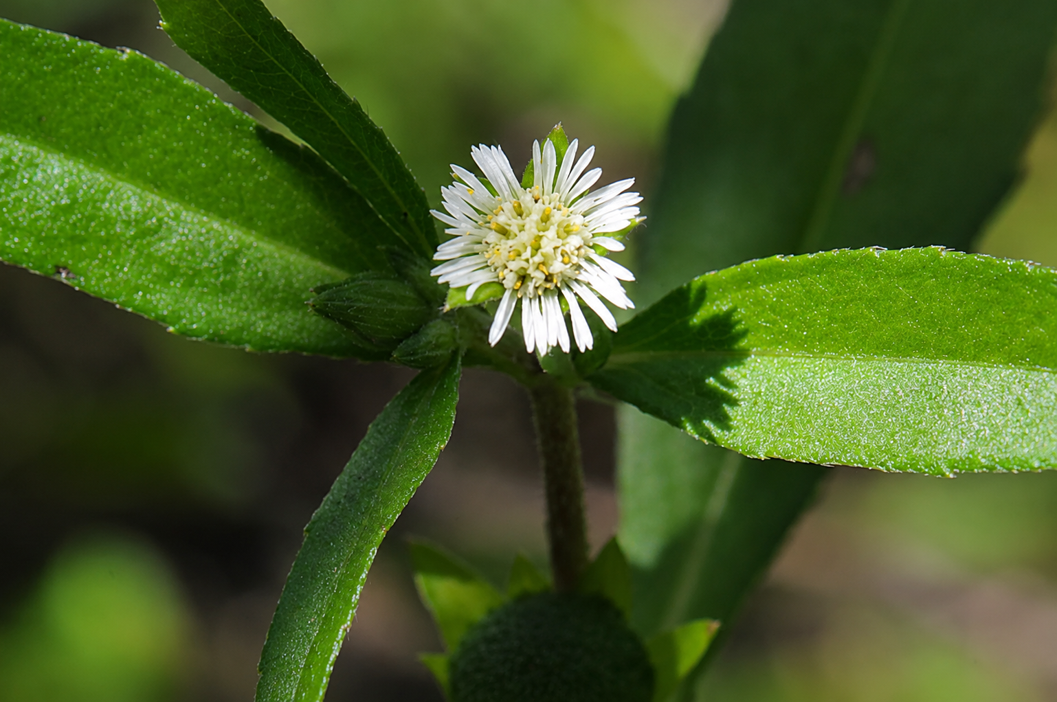False Daisy