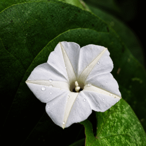 Rivea hypocrateriformis