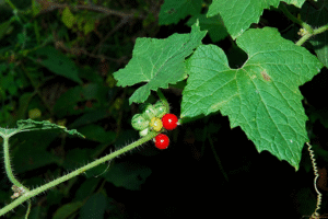 Cucumis maderaspatanus