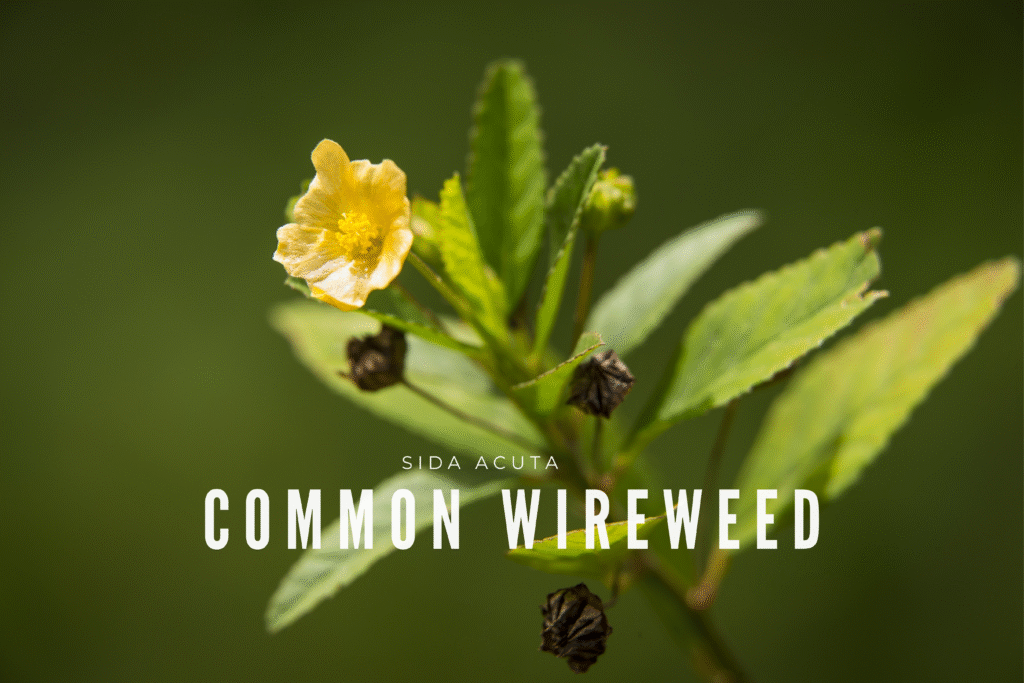 Common Wireweed