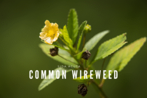 Common Wireweed