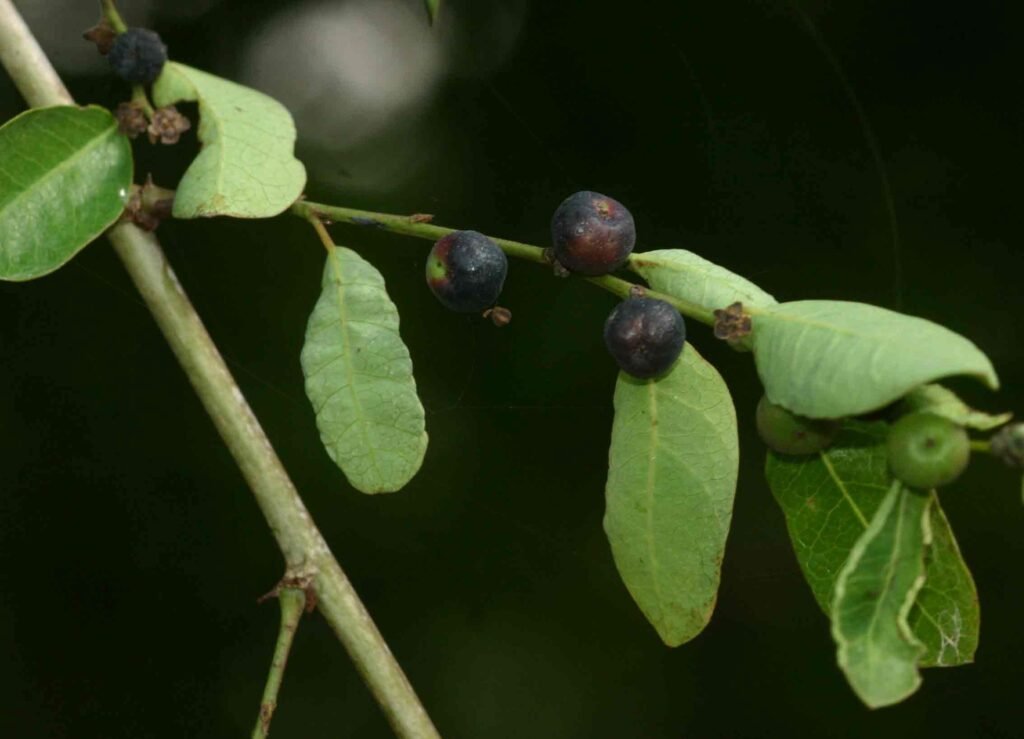 Phyllanthus Reticulatus