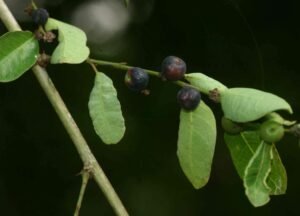 Phyllanthus Reticulatus