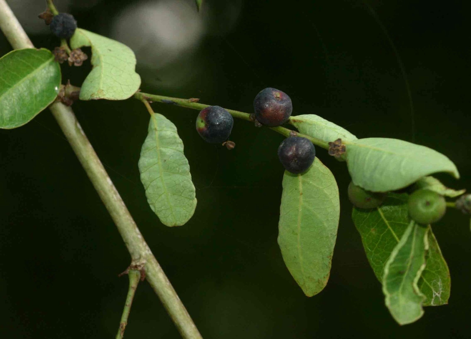 Phyllanthus Reticulatus