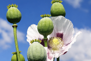 opium poppy seeds
