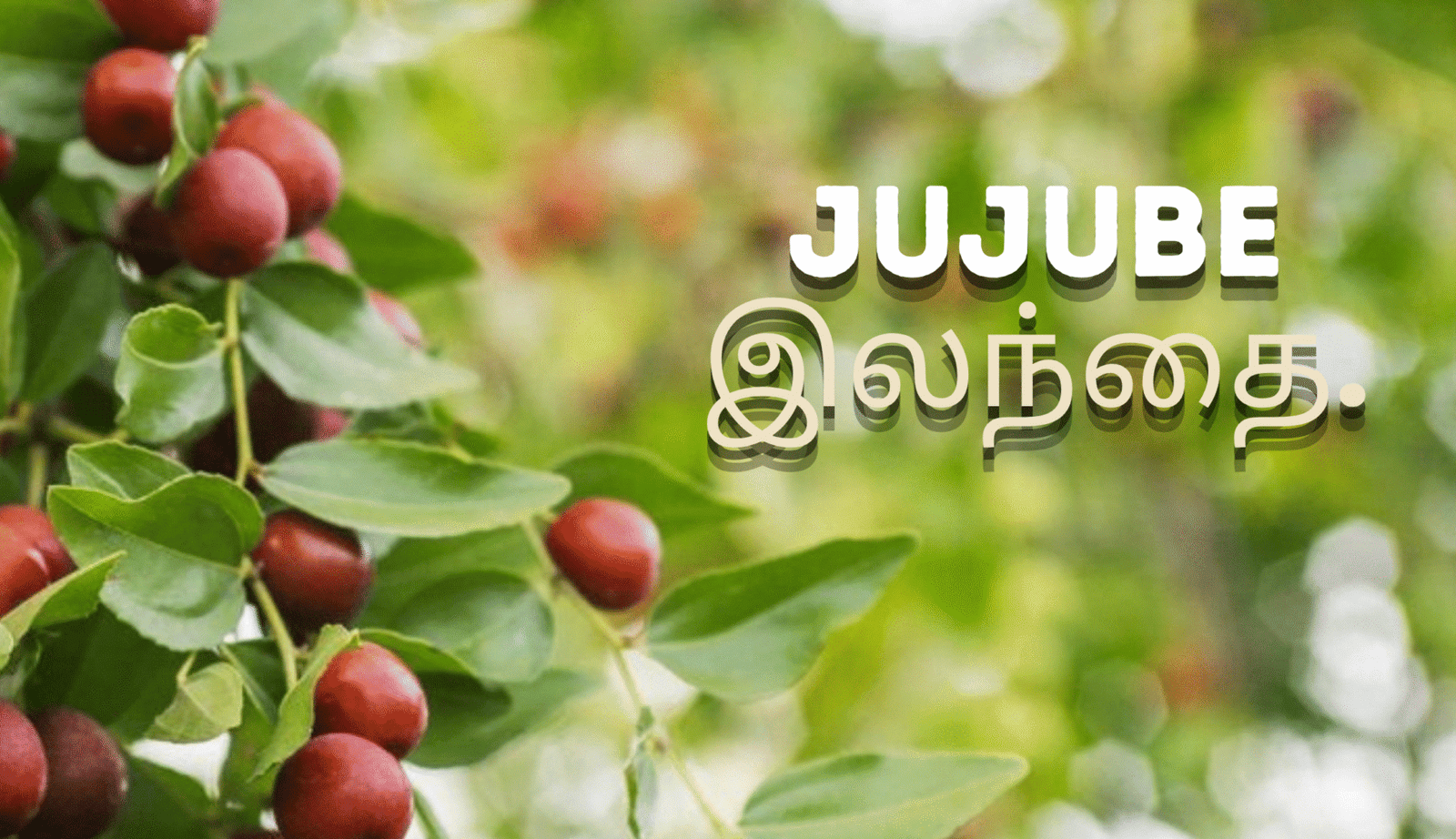 Jujube Uses